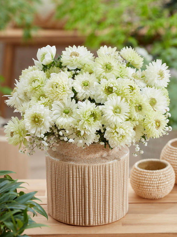 Anemone Fullstar Vit