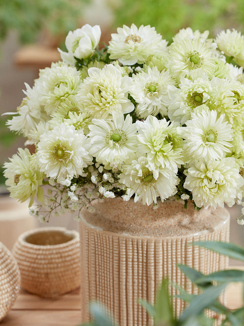 Anemone Fullstar Vit