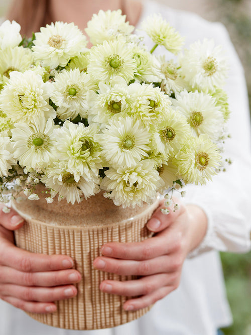 Anemone Fullstar Vit