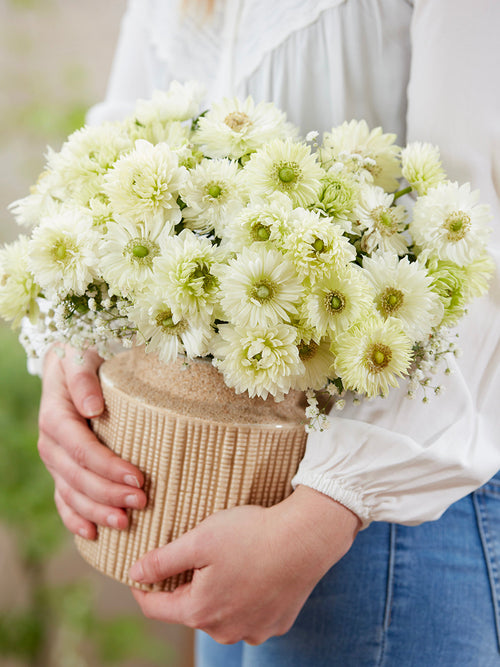 Anemone Fullstar Vit