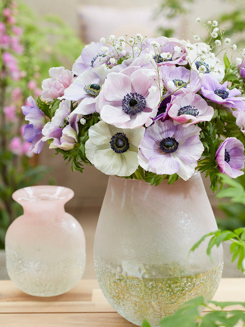 Anemone Galilee Pastel Mix