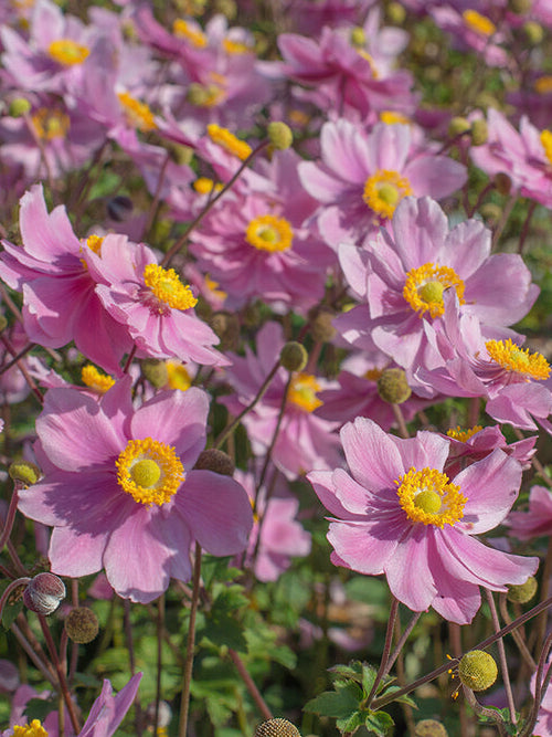 Japansk Anemone Serenade (Höstanemon)