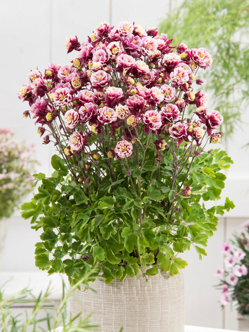 Columbine Winky Red and White (Aquilegia)