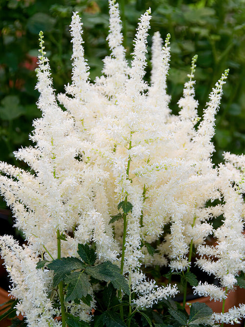 Köp Astilbe Close Harmony