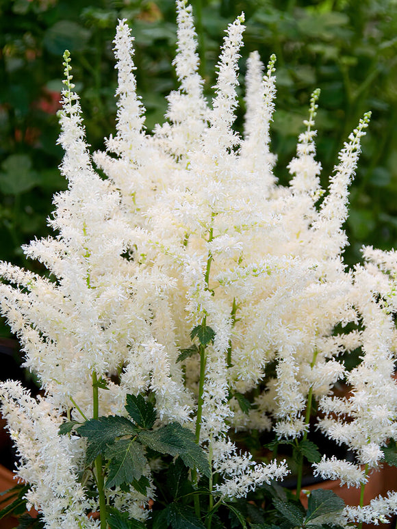 Köp Astilbe Close Harmony
