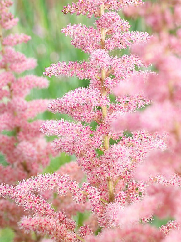 Köp Astilbe Glitter & Glamour