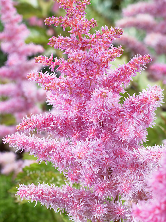 Köp Astilbe Heart and Soul