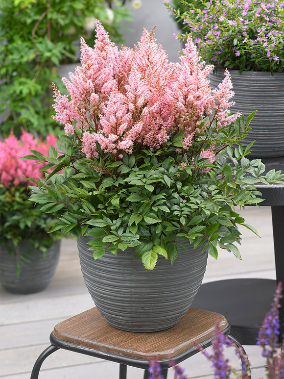 Köp Astilbe Look at Me