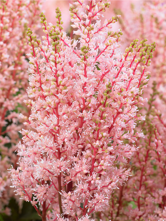 Köp Astilbe Look at Me
