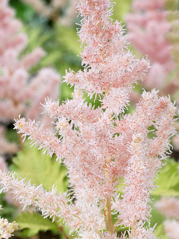 Köp Astilbe Milk and Honey