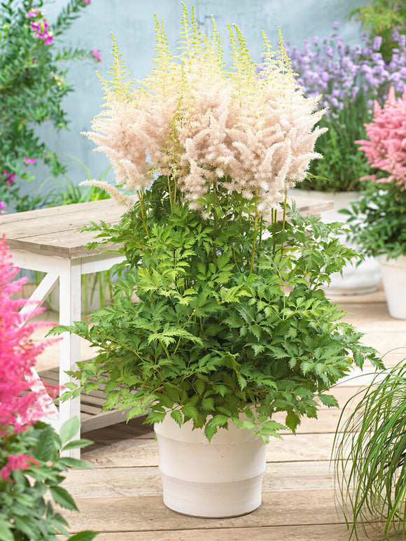 Köp Astilbe Milk and Honey