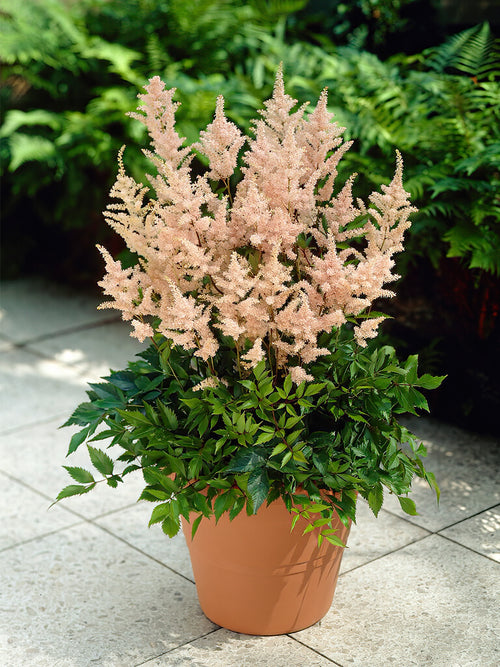 Köp Astilbe Peach Blossom