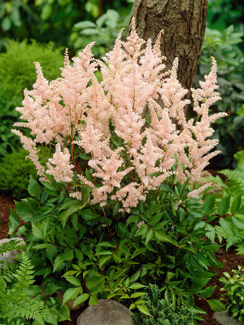 Köp Astilbe Peach Blossom