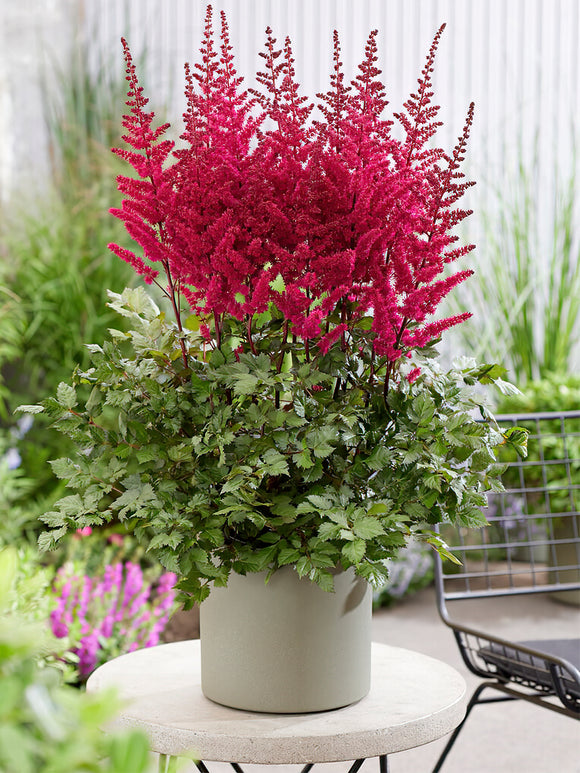 Köp Astilbe Volcano