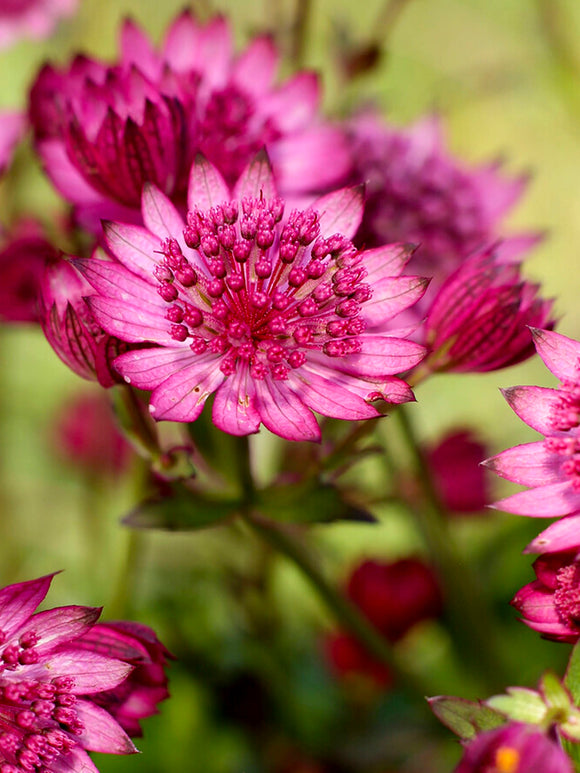 Köp Astrantia 'Cerise Button', leverans på våren