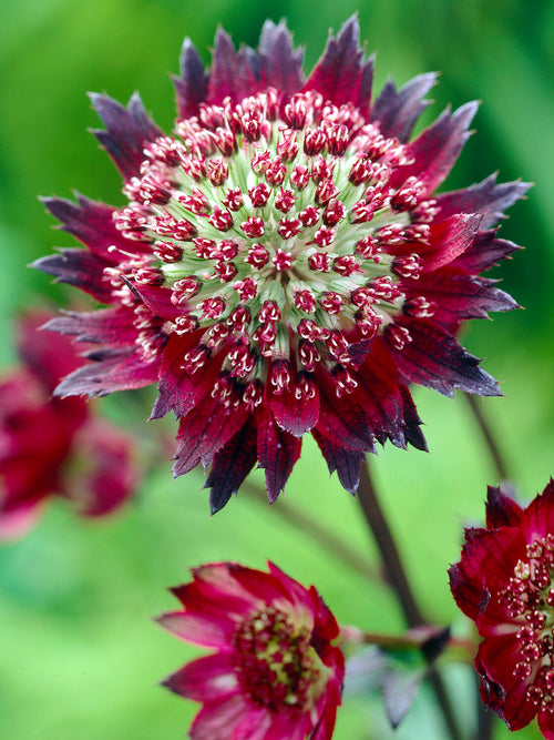 Astrantia 'Moulin Rouge' med lång blomningstid