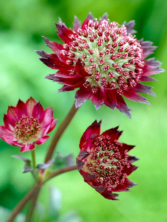 Köp Astrantia 'Moulin Rouge', leverans på våren
