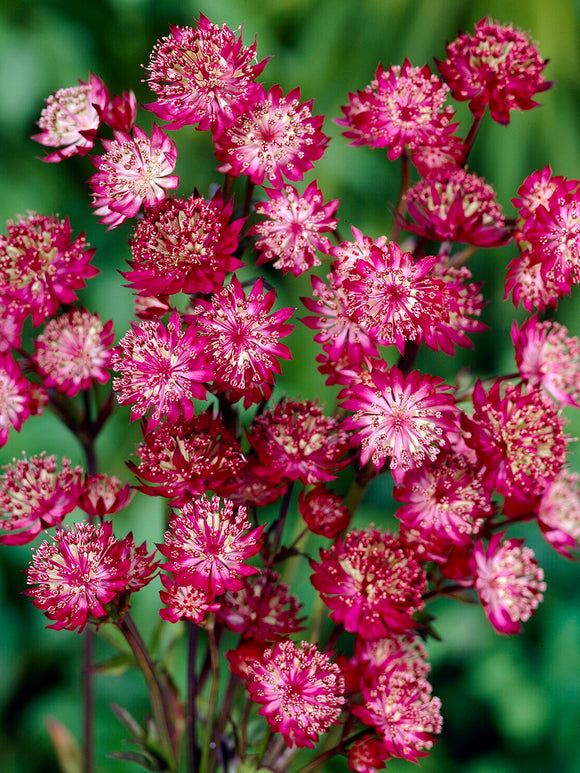 Astrantia 'Moulin Rouge' för naturlika planteringar