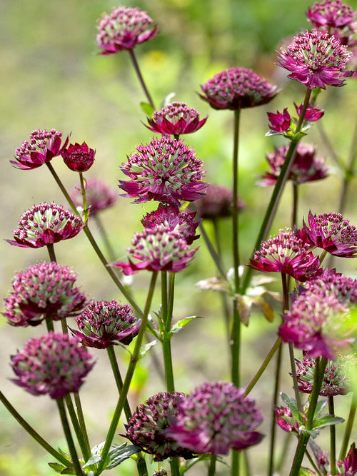 Köp Astrantia 'Moulin Rouge' med vårleverans