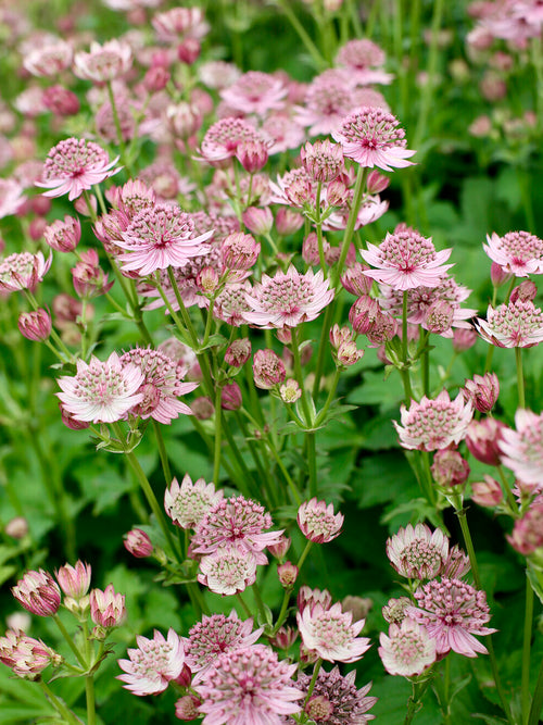 Köp Astrantia major 'Pink Button' (Stjärnflocka), leverans på våren