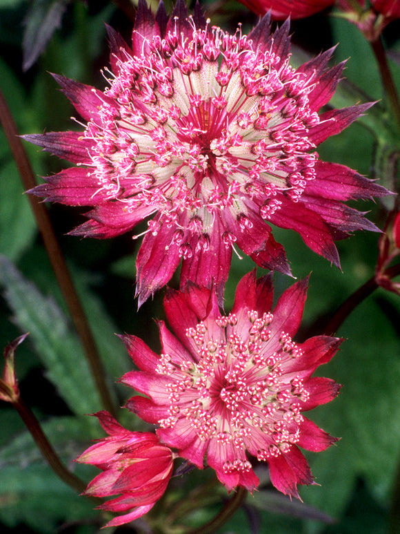Astrantia major 'Red Button' (Stjärnflocka) med rosaröda blommor
