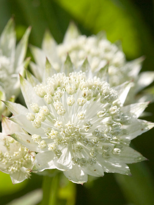 Härdig Astrantia 'White Button' perenn