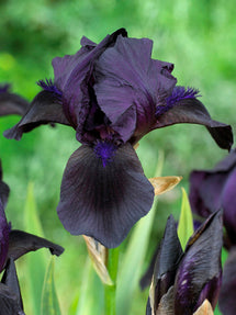 Skäggiris Black Knight (Iris germanica)