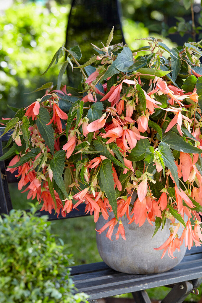 Begonia sales
