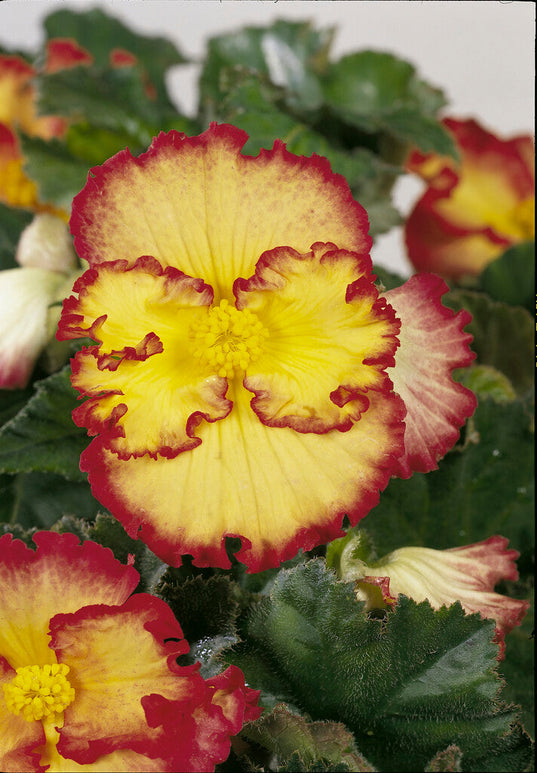 Begonia 'Crispa Marginata Gul/Röd' odla och plantera i Trädgården