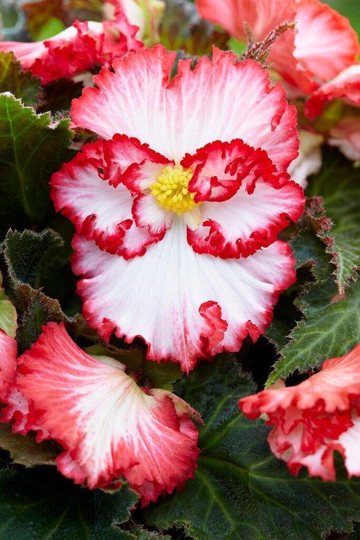 Begonia 'Crispa Marginata' Vit/Röd Lökar från Holland