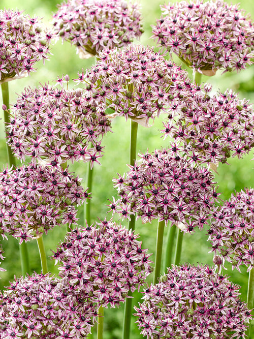 Lökar av Allium Starlight