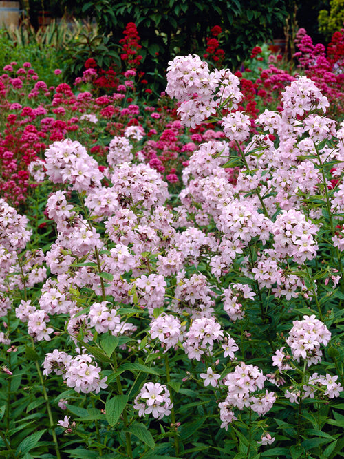 Campanula 'Loddon Anna' (Mjölkklocka) barrot