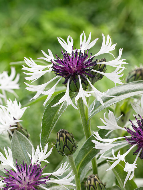 Köp toppstorlek Centaurea Amethyst in Snow barrötter från Holland