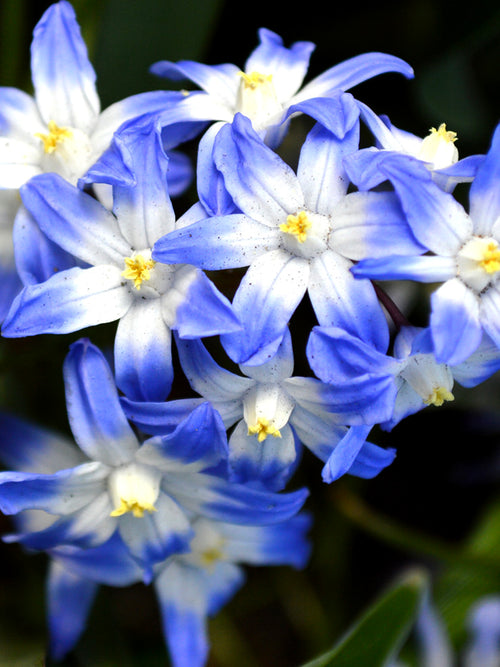 Chionodoxa Lucilea (Snöstjärna) | DutchGrown™