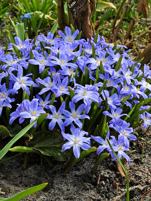 Chionodoxa Lucilea (Snöstjärna)