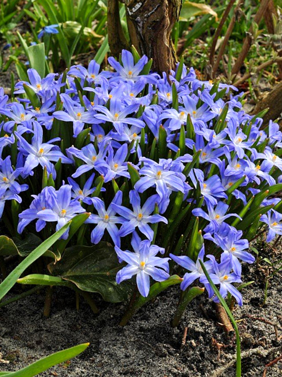 Chionodoxa Lucilea (Snöstjärna)