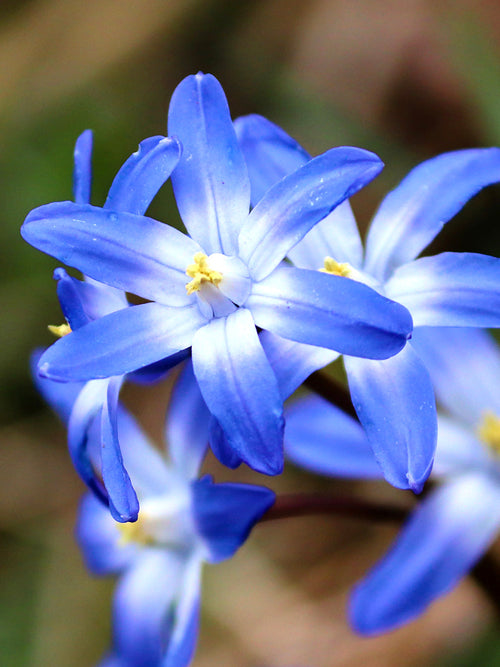 Köp Chionodoxa Lucilea (Snöstjärna) från Holland | DutchGrown™