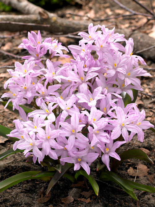 Chionodoxa Lucilea Rose Queen (Snöstjärna)
