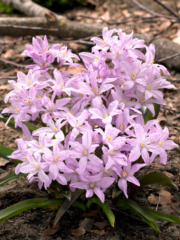 Chionodoxa Lucilea Rose Queen (Snöstjärna)