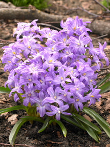 Chionodoxa Lucilea Violet Beauty (Snöstjärna)