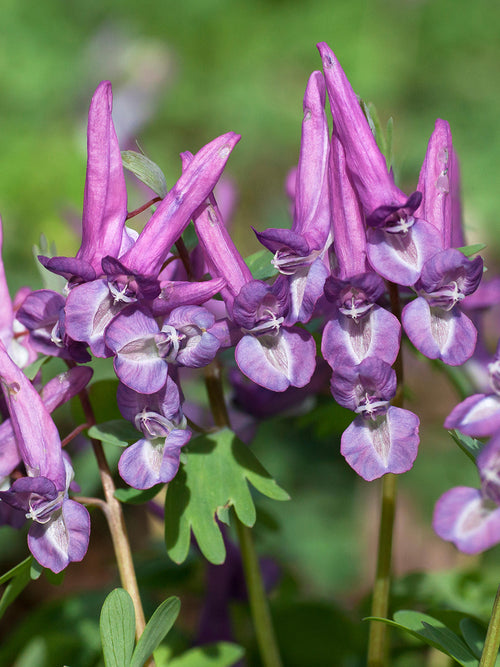Corydalis solida ‘Purple Bird’ med djupt violetta blommor i skuggig trädgård