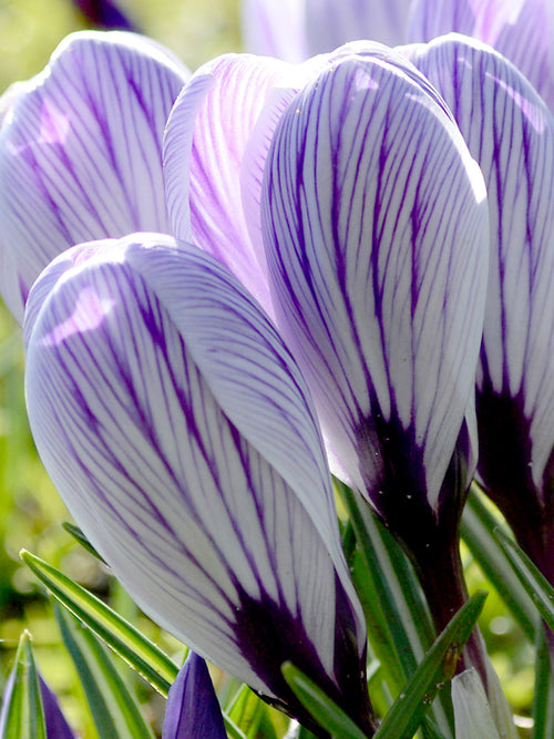 Krokus Pickwick | DutchGrown™ | Vi levererar överallt inom Sverige