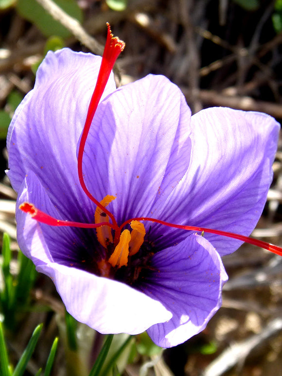 Crocus Sativus (saffranskrokus) från Holland hos DutchGrown™