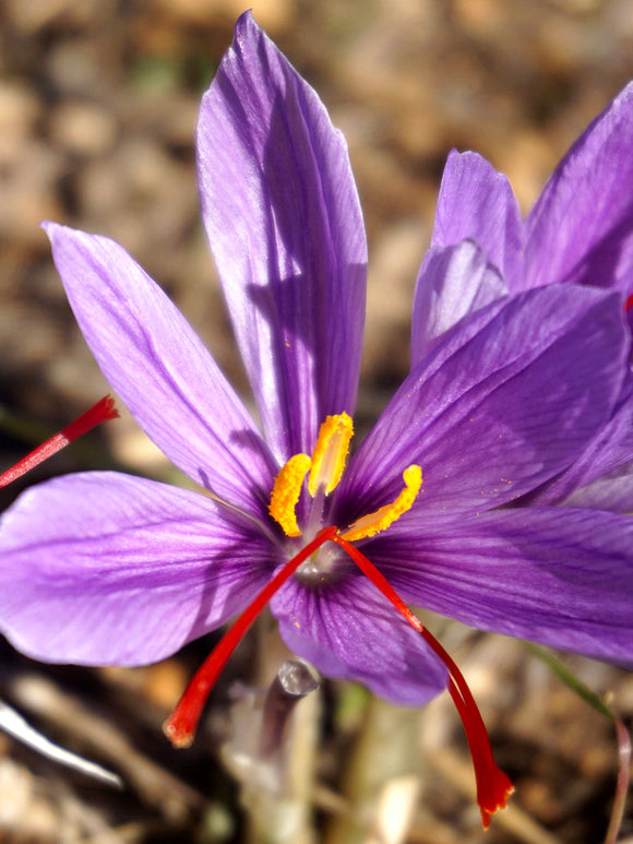 Crocus Sativus (saffranskrokus) från Holland