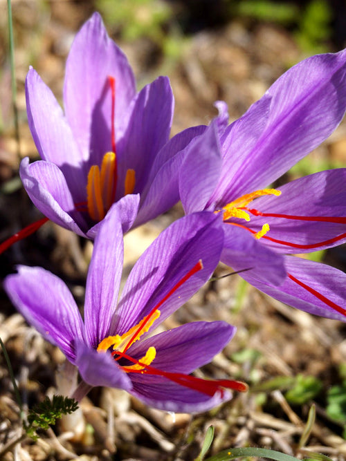 Crocus Sativus (saffranskrokus) från DutchGrown™