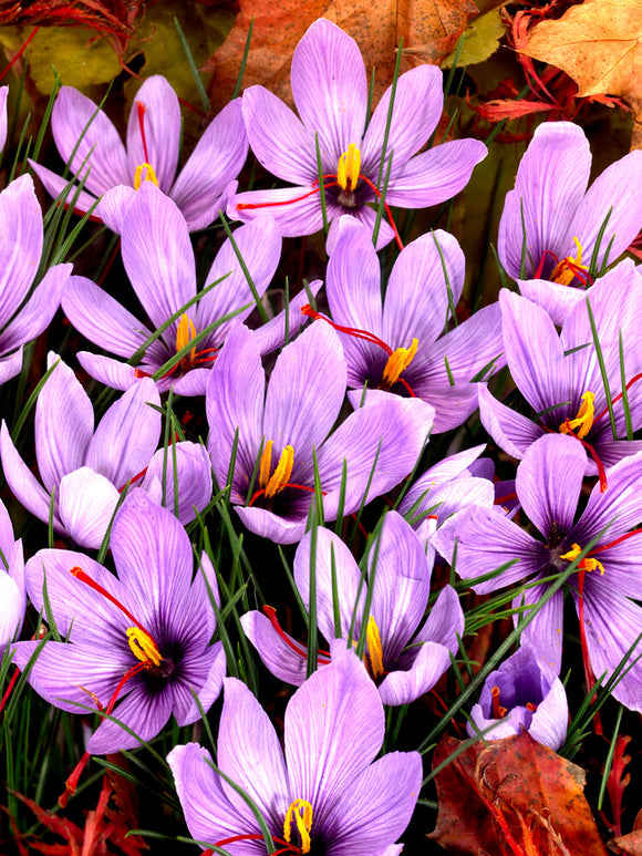 Köp Crocus Sativus (saffranskrokus) från Holland hos DutchGrown™