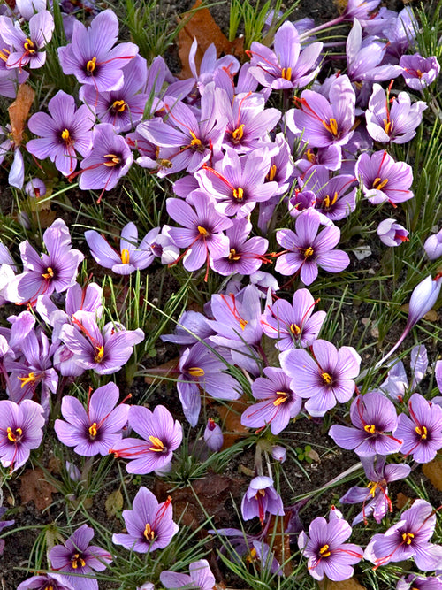 Köp Crocus Sativus (saffranskrokus) från Holland hos DutchGrown™