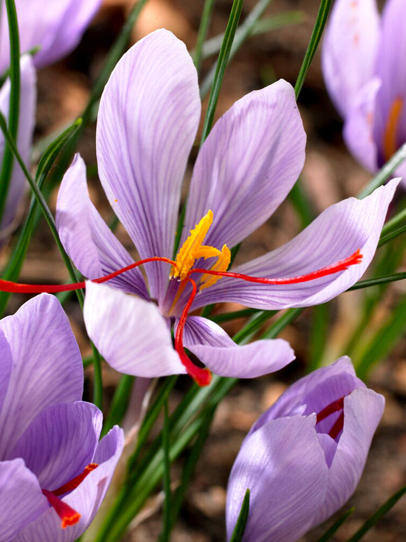 Köp Crocus Sativus (saffranskrokus) från Holland hos DutchGrown™