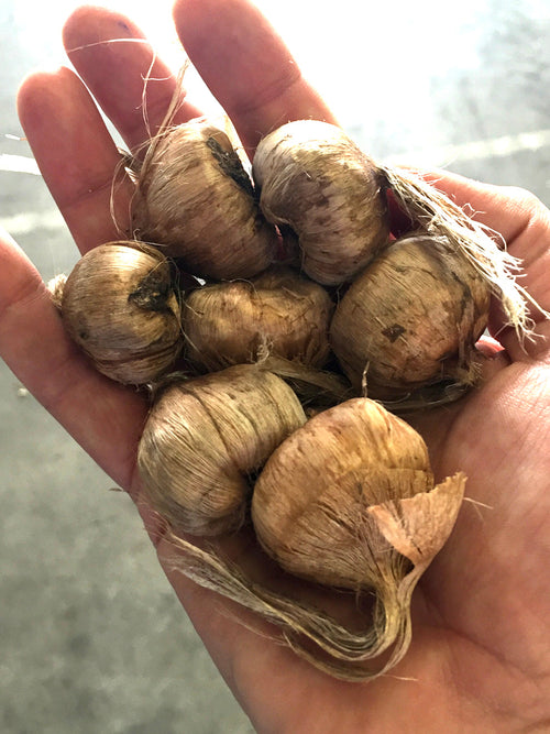 Köp Crocus Sativus (saffranskrokus) från Holland hos DutchGrown™