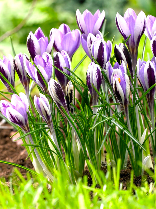 Köp Krokus Spring Beauty | Blomsterlökar från DutchGrown™